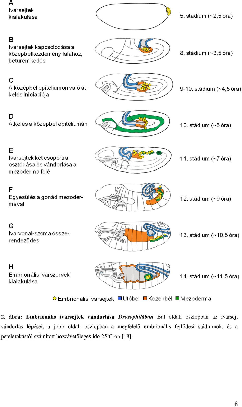 oldali oszlopban a megfelelő embrionális fejlődési
