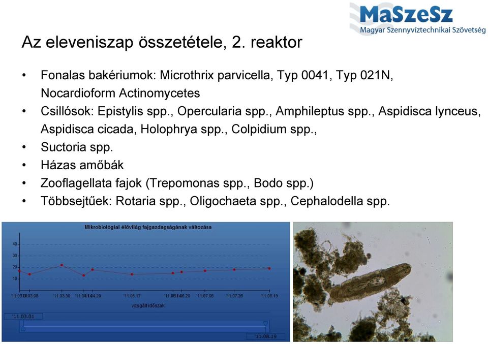 Csillósok: Epistylis spp., Opercularia spp., Amphileptus spp.