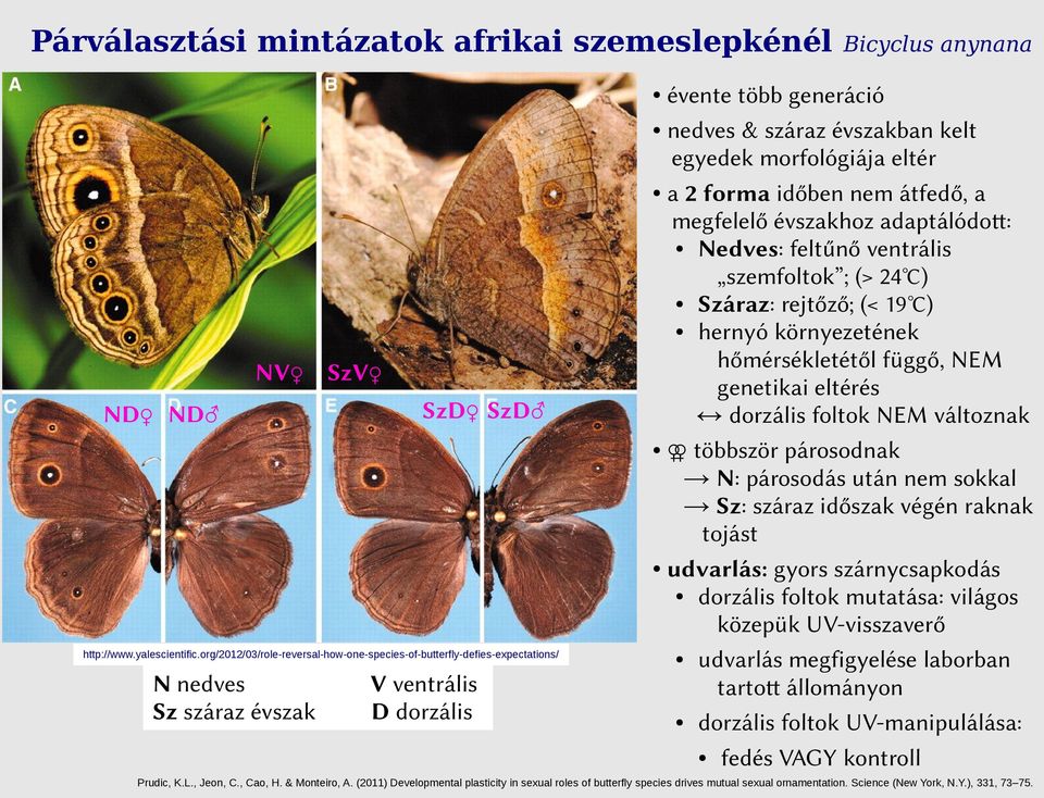 párosodnak N: párosodás után nem sokkal Sz: száraz időszak végén raknak tojást udvarlás: gyors szárnycsapkodás dorzális foltok mutatása: világos közepük UV-visszaverő udvarlás megfigyelése laborban