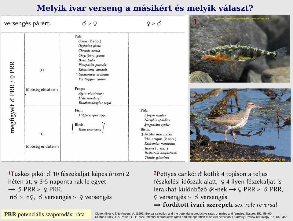 jpg 1Tüskés pikó: 10 fészekaljat képes őrizni 2 héten át, 3-5 naponta rak le egyet PRR > PRR, n > n, versengés > versengés PRR potenciális szaporodási ráta 2Pettyes cankó: kotlik 4 tojáson a teljes