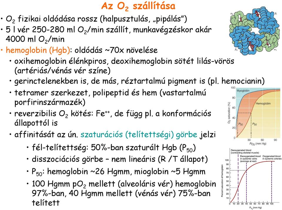 hemocianin) tetramer szerkezet, polipeptid és hem (vastartalmú porfirinszármazék) reverzibilis O 2 kötés: Fe ++, de függ pl. a konformációs állapottól is affinitását az ún.