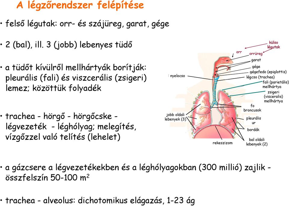 hörgıcske - légvezeték - léghólyag; melegítés, vízgızzel való telítés (lehelet) nyelocso jobb oldali lebenyek (3) rekeszizom garat gége gégefedo (epiglottis) légcso