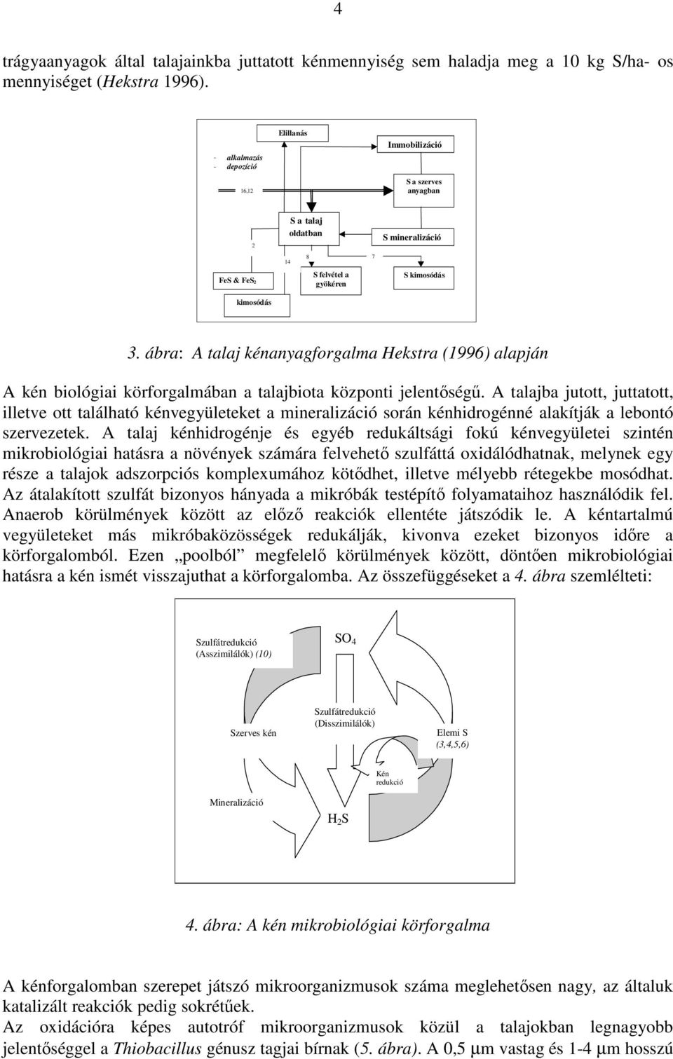 ábra: A talaj kénanyagforgalma Hekstra (1996) alapján A kén biológiai körforgalmában a talajbiota központi jelentıségő.