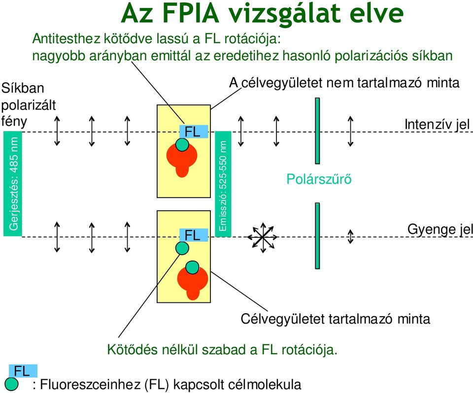 525-550 nm A célvegyületet nem tartalmazó minta Intenzív jel Polárszűrő Gyenge jel Célvegyületet