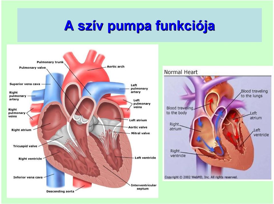 funkciója