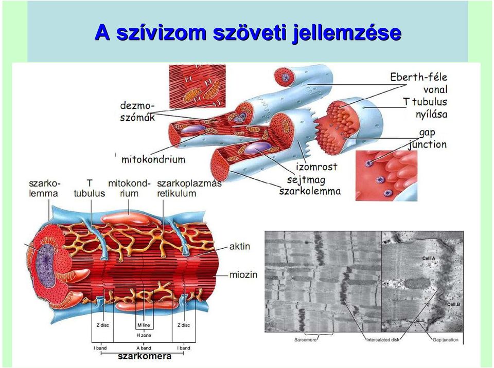 szöveti