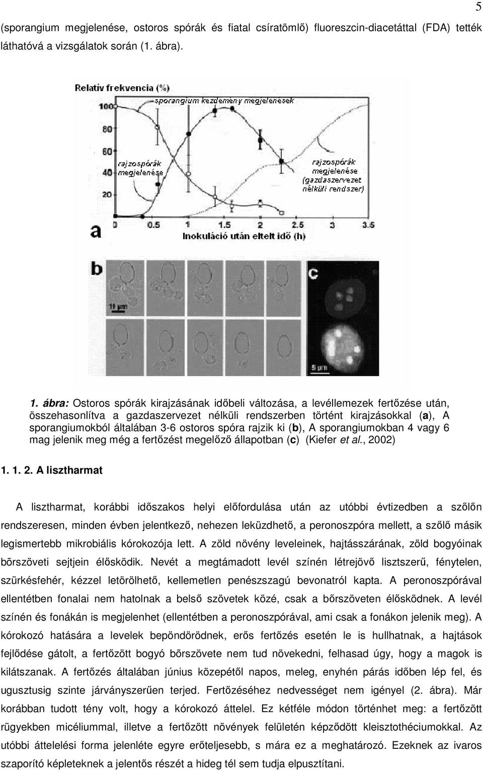 ostoros spóra rajzik ki (b), A sporangiumokban 4 vagy 6 mag jelenik meg még a fertőzést megelőző állapotban (c) (Kiefer et al., 20