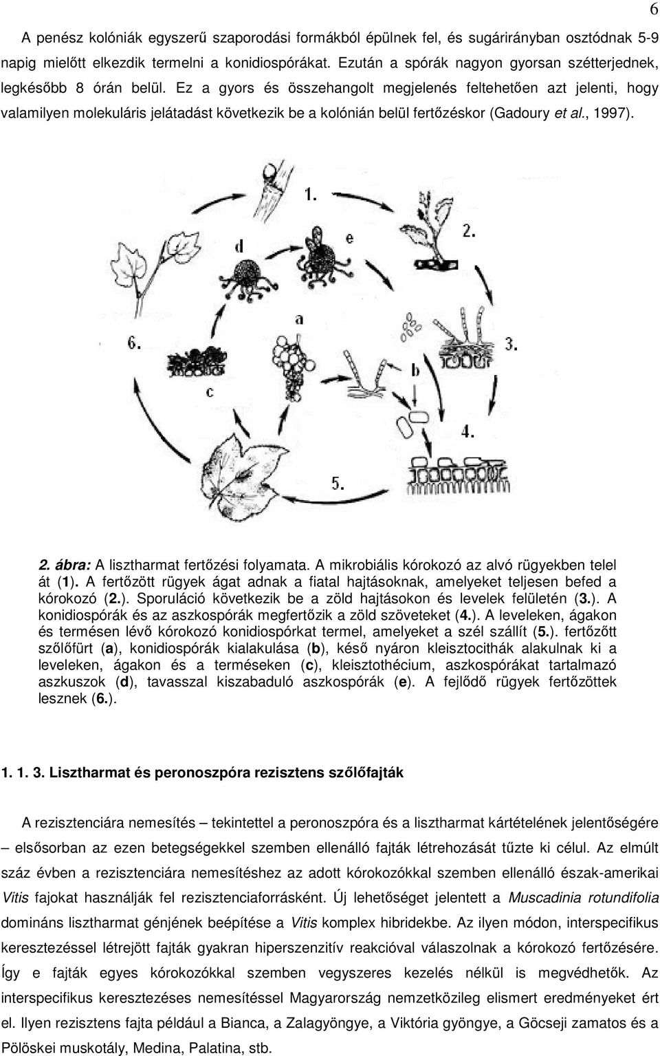 Ez a gyors és összehangolt megjelenés feltehetően azt jelenti, hogy valamilyen molekuláris jelátadást következik be a kolónián belül fertőzéskor (Gadoury et al., 1997). 6 2.