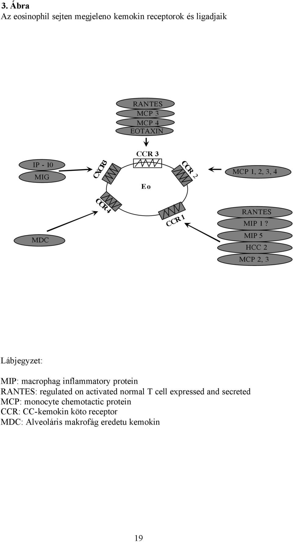 MDC MIP 5 HCC 2 MCP 2, 3 Lábjegyzet: MIP: macrophag inflammatory protein RANTES: regulated on activated