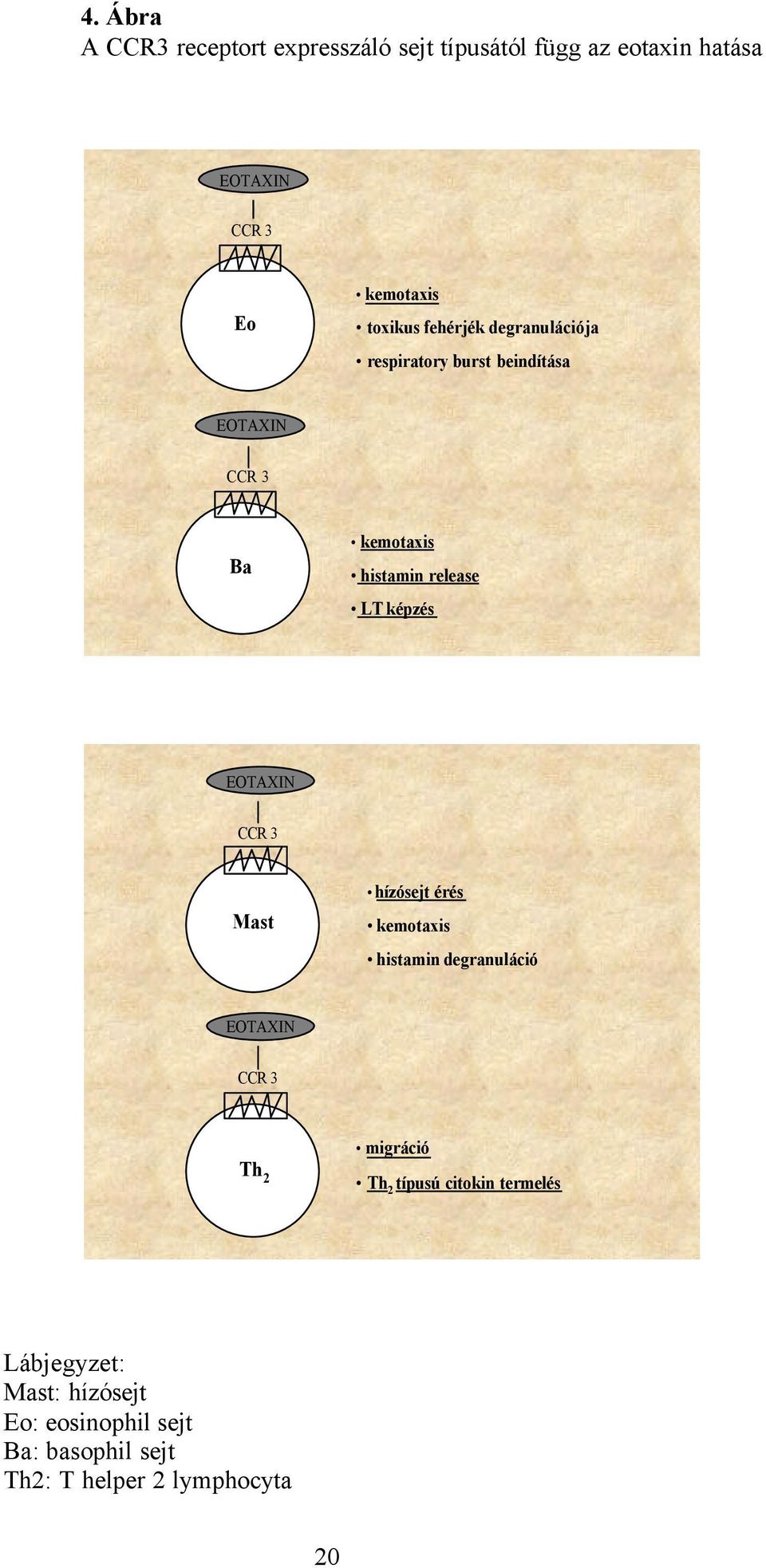 képzés EOTAXIN CCR 3 Mast hízósejt érés kemotaxis histamin degranuláció EOTAXIN CCR 3 Th 2 migráció Th 2