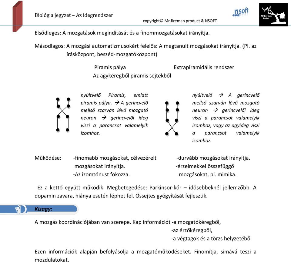 A gerincvelő mellső szarván lévő mozgató neuron gerincvelői ideg viszi a parancsot valamelyik izomhoz.