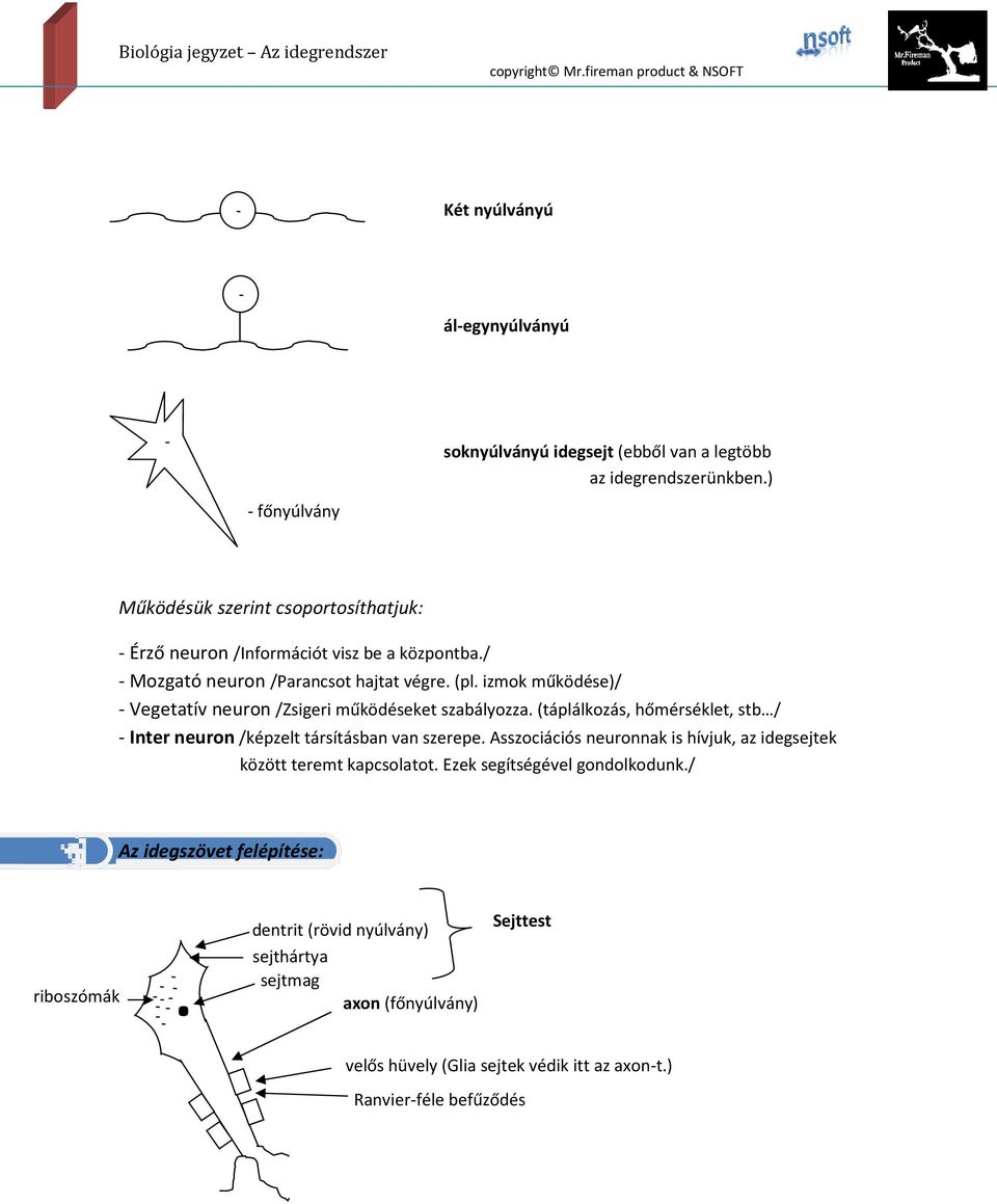 izmok működése)/ - Vegetatív neuron /Zsigeri működéseket szabályozza. (táplálkozás, hőmérséklet, stb / - Inter neuron /képzelt társításban van szerepe.