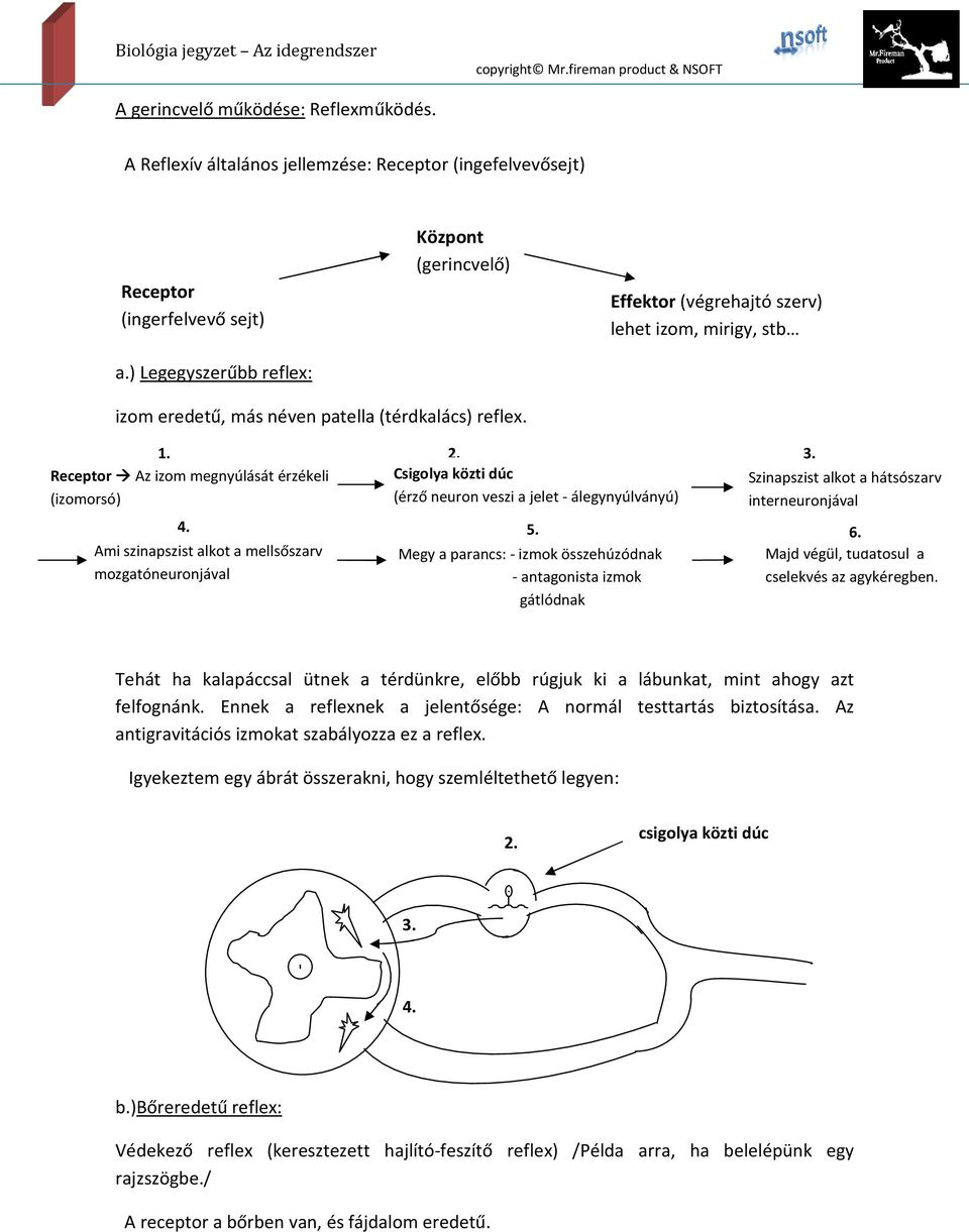 Receptor Az izom megnyúlását érzékeli (izomorsó) 2. Csigolya közti dúc (érző neuron veszi a jelet - álegynyúlványú) 3. Szinapszist alkot a hátsószarv interneuronjával 4. 5. 6.