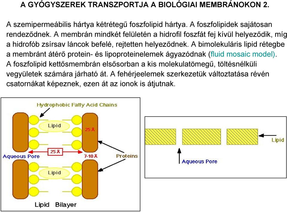 A bimolekuláris lipid rétegbe a membránt átérő protein- és lipoproteinelemek ágyazódnak (fluid mosaic model).