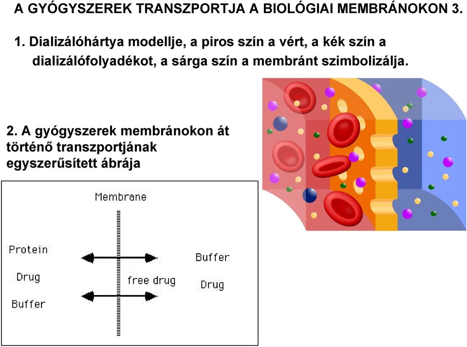 dializálófolyadékot, a sárga szín a membránt szimbolizálja. 2.