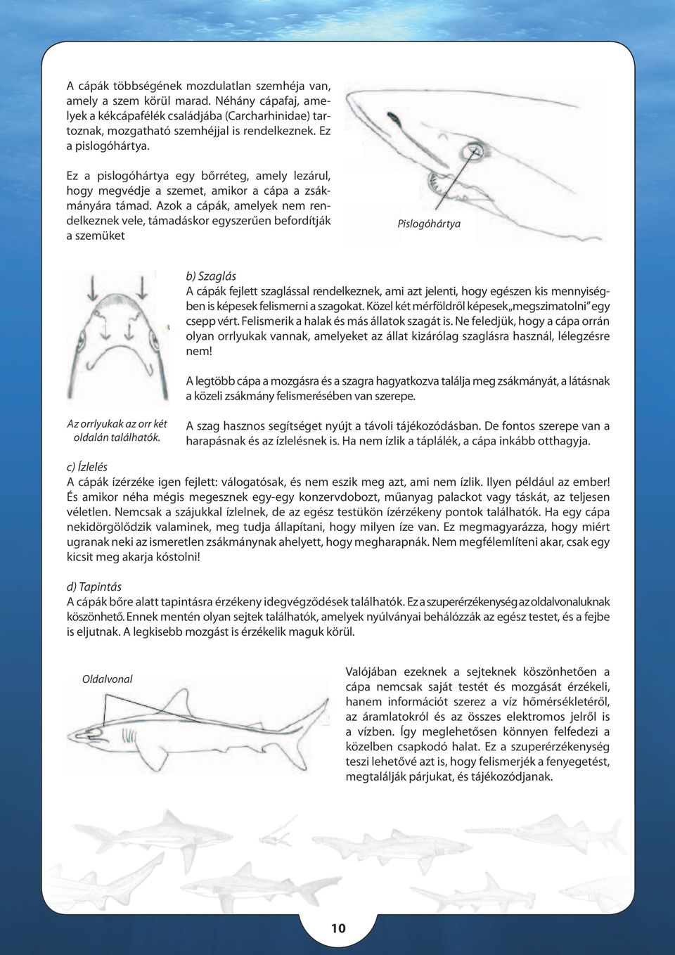 Azok a cápák, amelyek nem rendelkeznek vele, támadáskor egyszerűen befordítják a szemüket Pislogóhártya b) Szaglás A cápák fejlett szaglással rendelkeznek, ami azt jelenti, hogy egészen kis