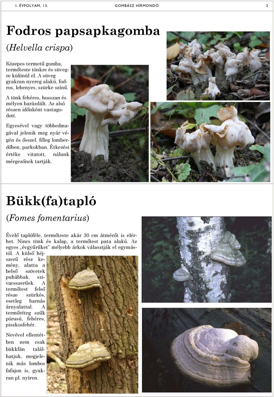 Étkezési értéke vitatott, nálunk mérgezőnek tartják. Bükk(fa)tapló (Fomes fomentarius) Évelő taplóféle, termőteste akár 30 cm átmérőt is elérhet. Nincs tönk és kalap, a termőtest pata alakú.