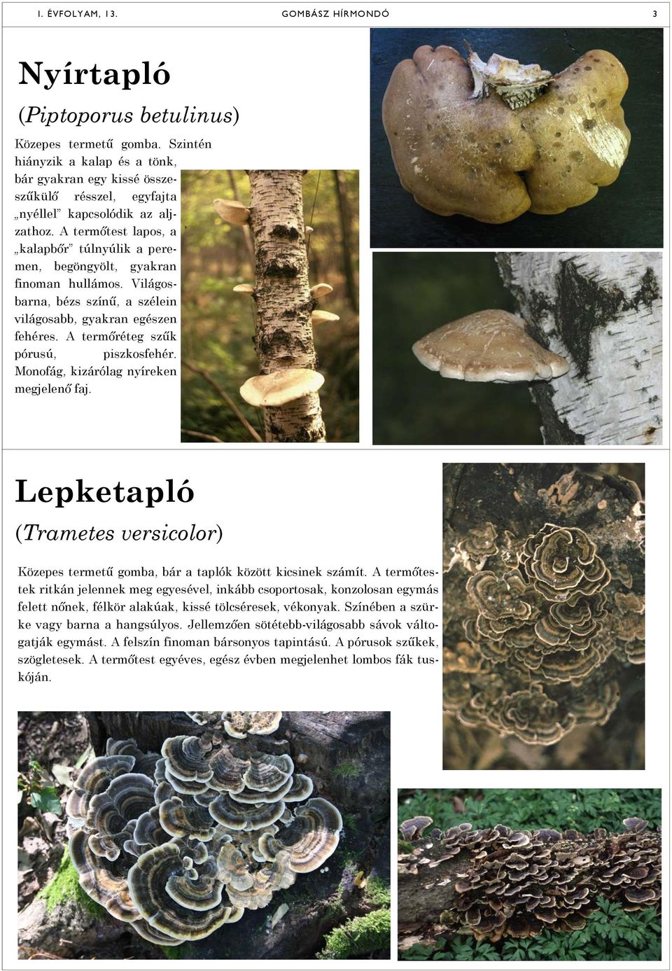 A termőréteg szűk pórusú, piszkosfehér. Monofág, kizárólag nyíreken megjelenő faj. Lepketapló (Trametes versicolor) Közepes termetű gomba, bár a taplók között kicsinek számít.