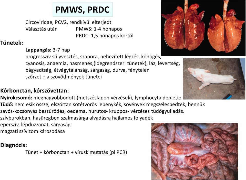 megnagyobbodott (metszéslapon vérzések), lymphocyta depletio Tüdő: nem esik össze, elszórtan sötétvörös lebenykék, sövények megszélesbedtek, bennük savós-kocsonyás beszűrődés, oedema, hurutos-