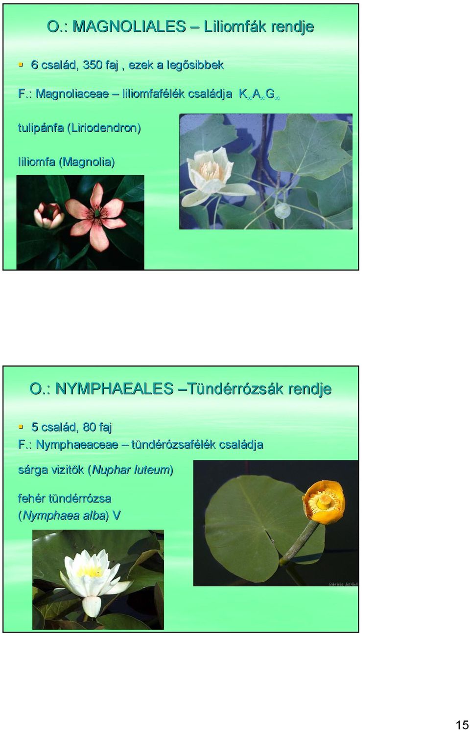 liliomfa (Magnolia( Magnolia) O.: NYMPHAEALES Tündérrózsák rendje 5 család, 80 faj F.