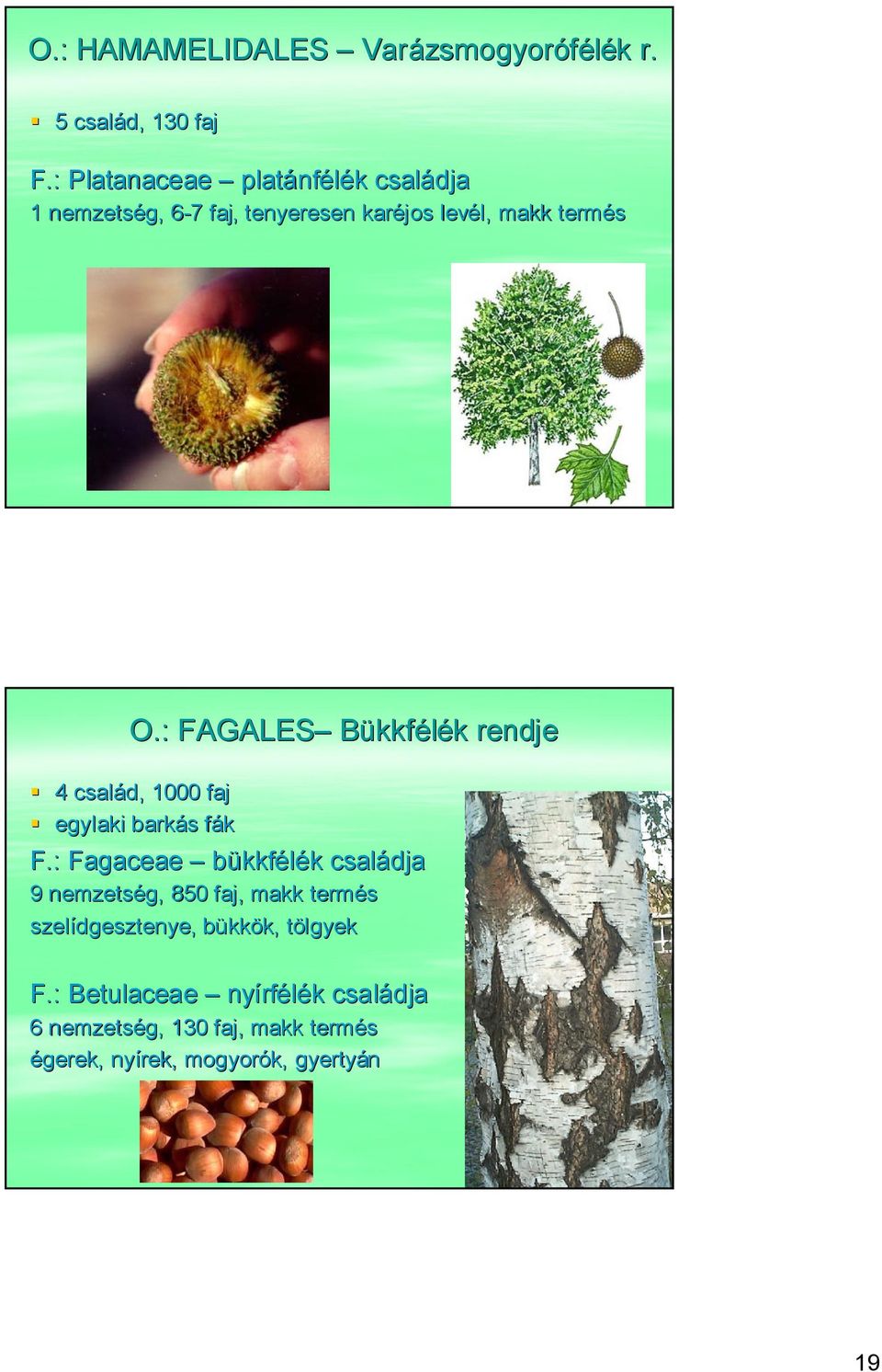 : FAGALES Bükkfélék rendje 4 család, 1000 faj egylaki barkás fák F.