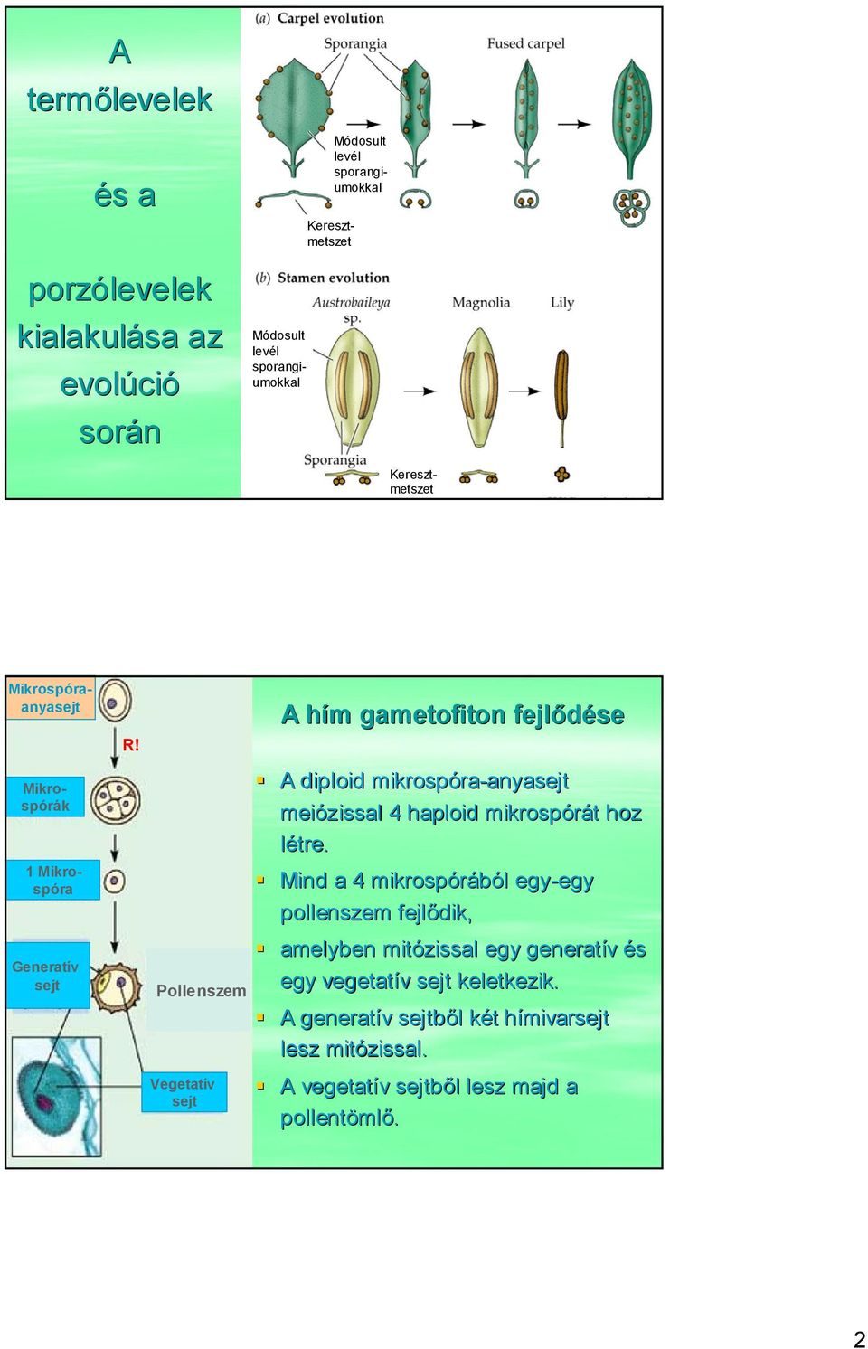 Pollenszem A hím gametofiton fejlődése A diploid mikrospóra-anyasejt anyasejt meiózissal 4 haploid mikrospórát hoz létre.