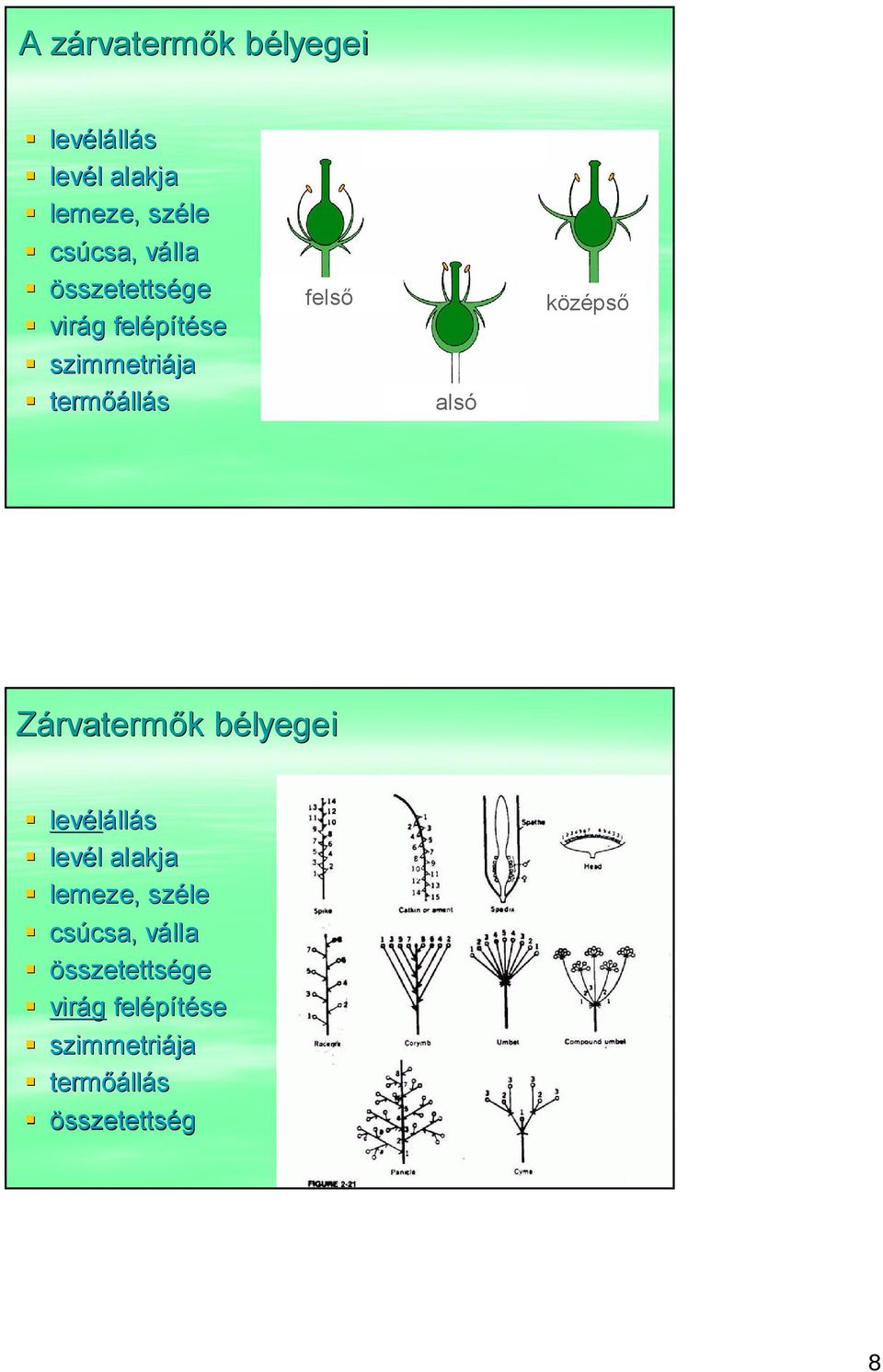 középső Zárvatermők bélyegei levélállás levél alakja lemeze, széle