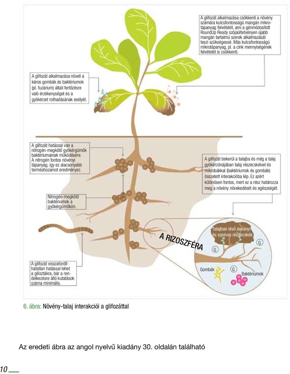 fuzárium) általi fertőzésre való érzékenységet és a gyökérzet rothadásának esélyét. A glifozát hatással van a nitrogén-megkötő gyökérgümők baktériumainak működésére.