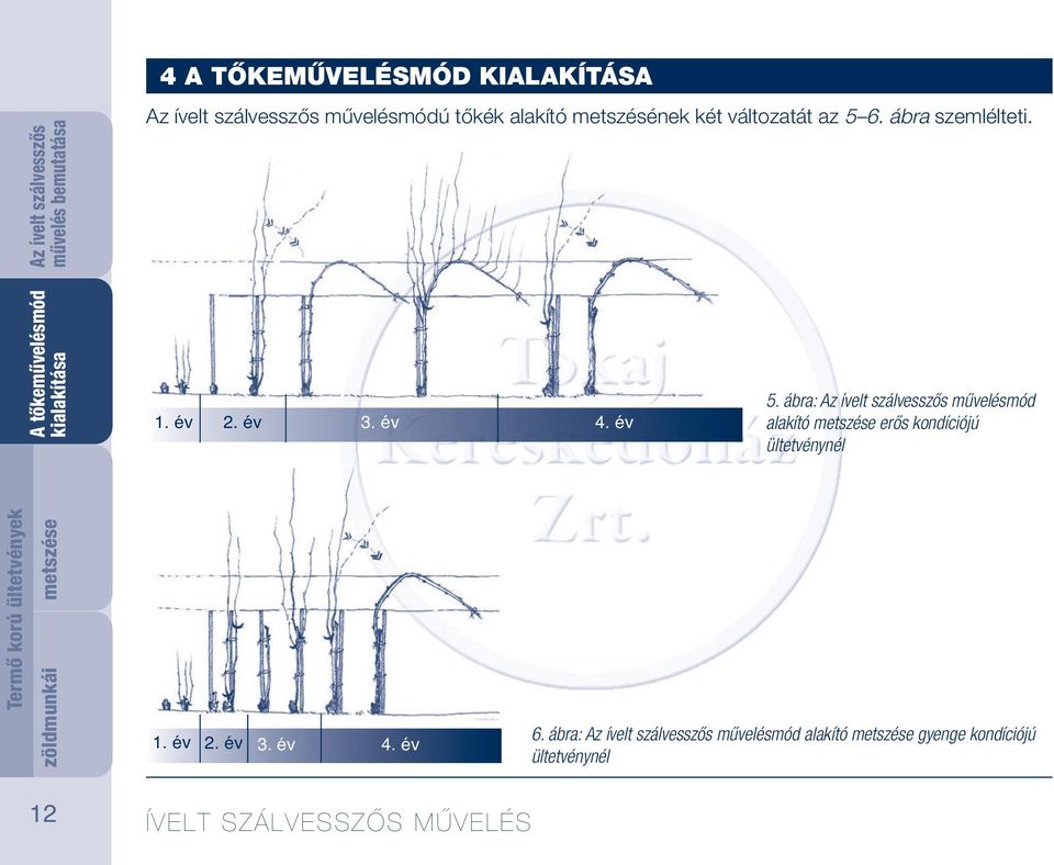 ábra: művelésmód alakító metszése erős kondíciójú ültetvénynél metszése zöldmunkái 1.