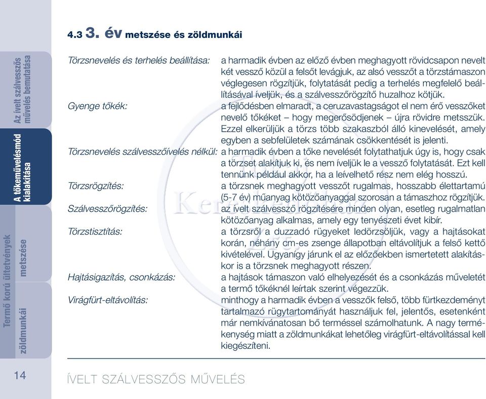 felsőt levágjuk, az alsó vesszőt a törzstámaszon véglegesen rögzítjük, folytatását pedig a terhelés megfelelő beállításával íveljük, és a szálvesszőrögzítő huzalhoz kötjük.