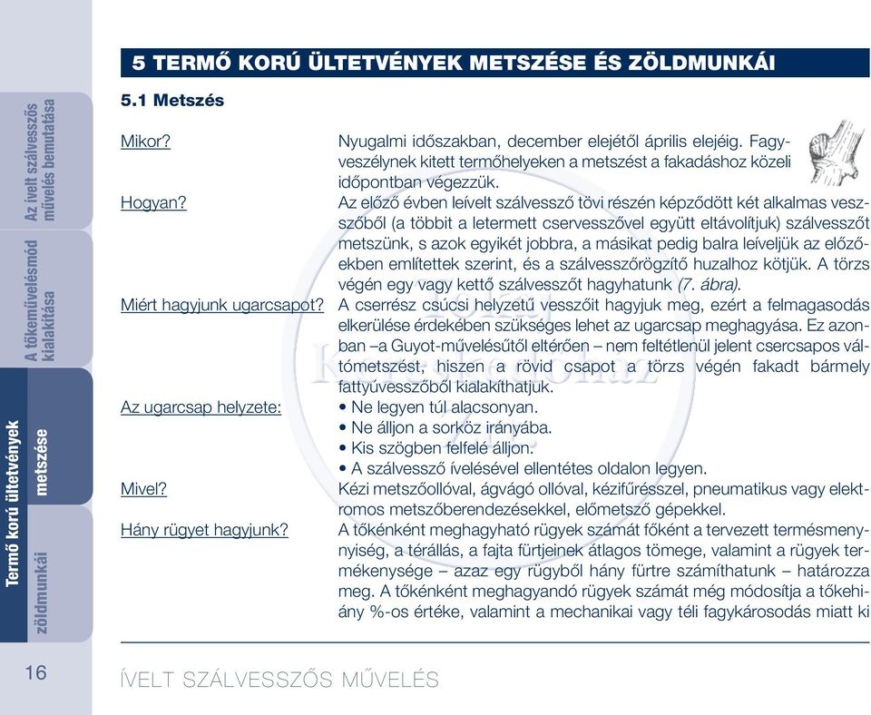 Az előző évben leívelt szálvessző tövi részén képződött két alkalmas veszszőből (a többit a letermett cservesszővel együtt eltávolítjuk) szálvesszőt metszünk, s azok egyikét jobbra, a másikat pedig