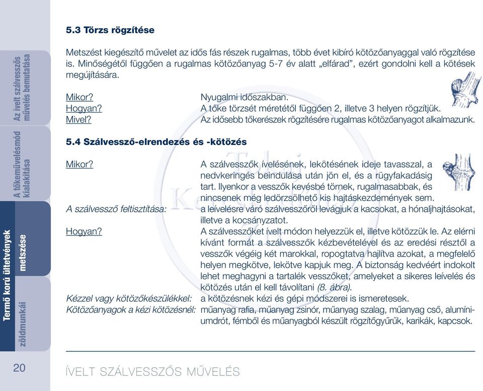 A szálvessző feltisztítása: Hogyan? Nyugalmi időszakban. A tőke törzsét méretétől függően 2, illetve 3 helyen rögzítjük. Az idősebb tőkerészek rögzítésére rugalmas kötözőanyagot alkalmazunk.