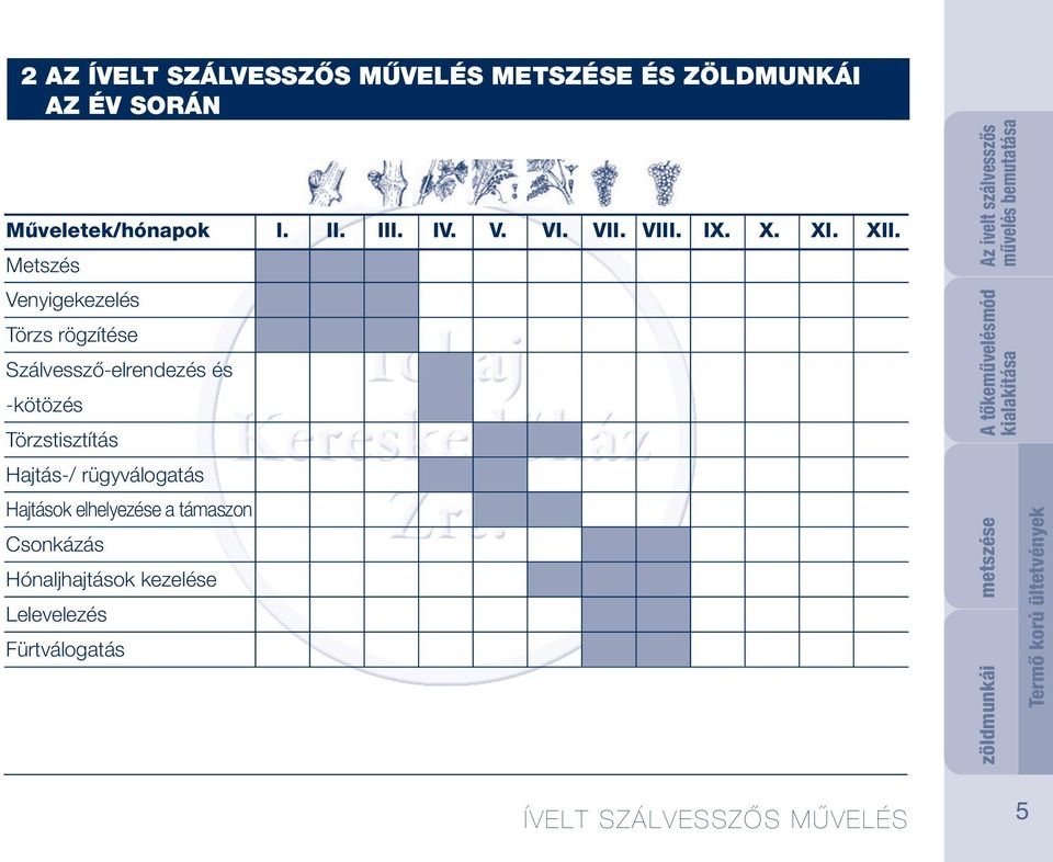 Metszés Venyigekezelés Törzs rögzítése Szálvessző-elrendezés és -kötözés Törzstisztítás Hajtás-/