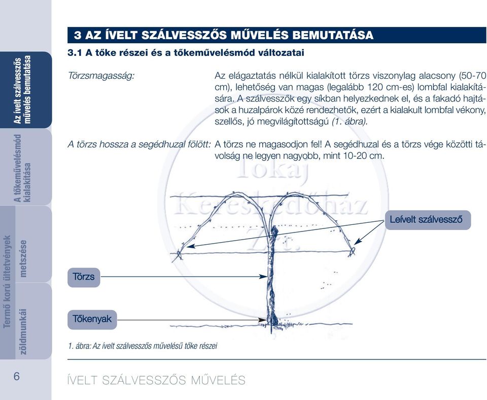 cm-es) lombfal kialakítására.