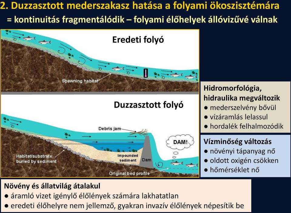 hordalék felhalmozódik Vízminőség változás növényi tápanyag nő oldott oxigén csökken hőmérséklet nő Növény és állatvilág