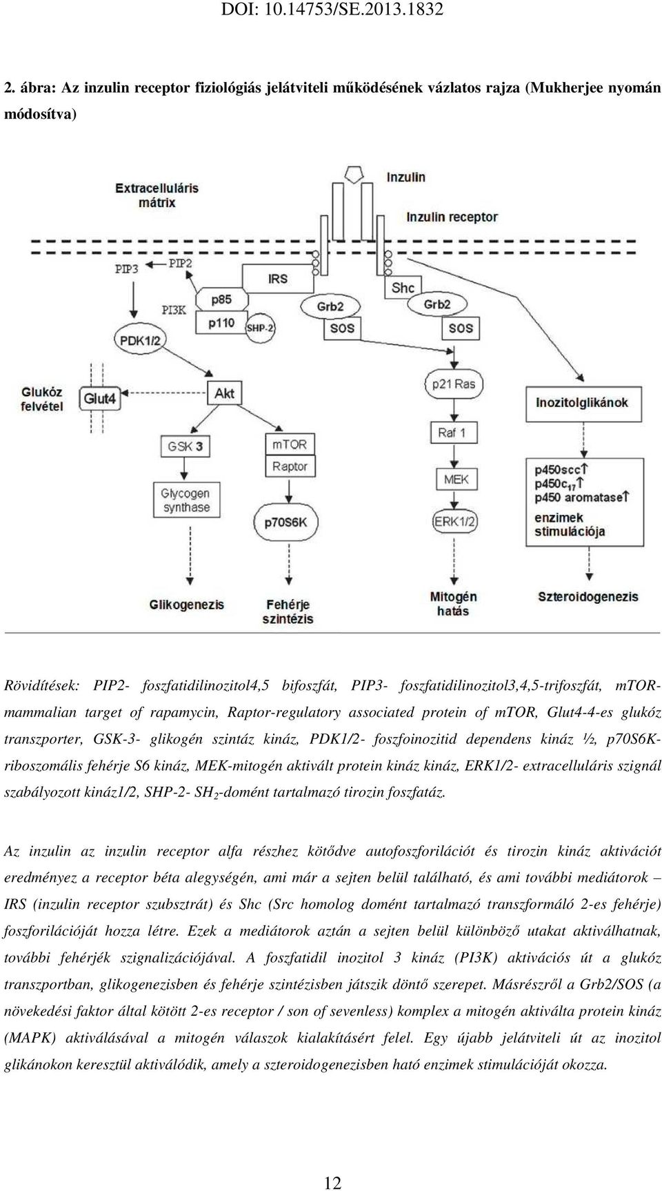 foszfoinozitid dependens kináz ½, p70s6kriboszomális fehérje S6 kináz, MEK-mitogén aktivált protein kináz kináz, ERK1/2- extracelluláris szignál szabályozott kináz1/2, SHP-2- SH 2 -domént tartalmazó