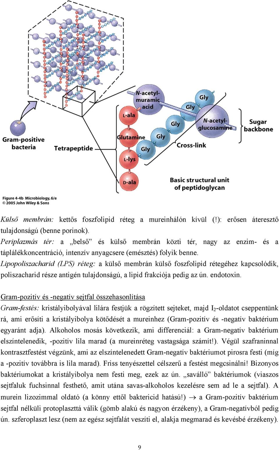 Lipopoliszacharid (LPS) réteg: a külső membrán külső foszfolipid rétegéhez kapcsolódik, poliszacharid része antigén tulajdonságú, a lipid frakciója pedig az ún. endotoxin.