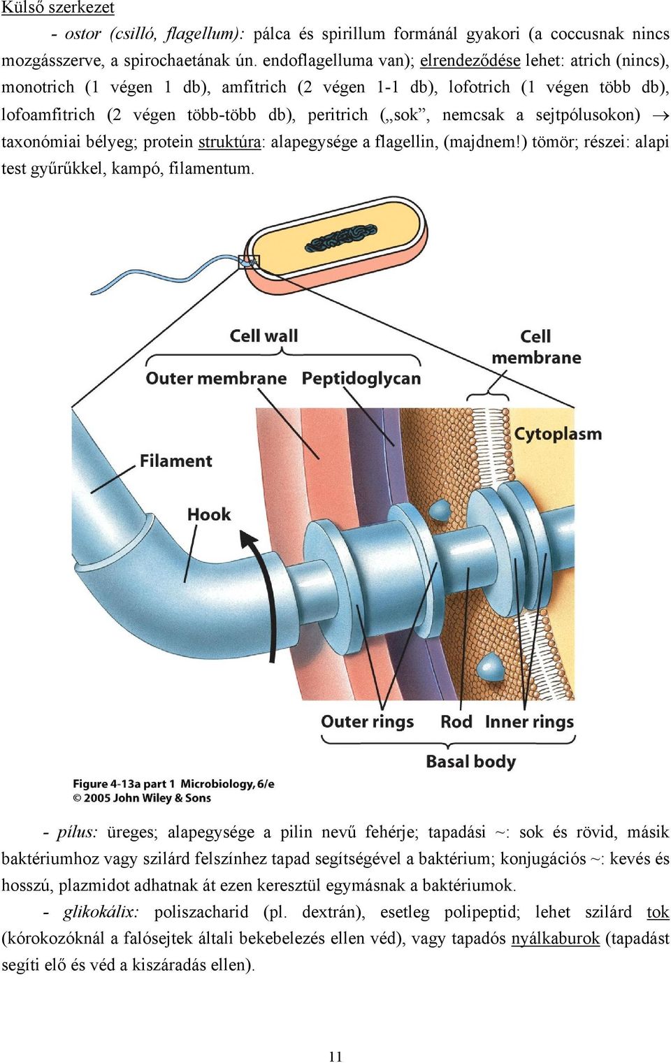 nemcsak a sejtpólusokon) taxonómiai bélyeg; protein struktúra: alapegysége a flagellin, (majdnem!) tömör; részei: alapi test gyűrűkkel, kampó, filamentum.