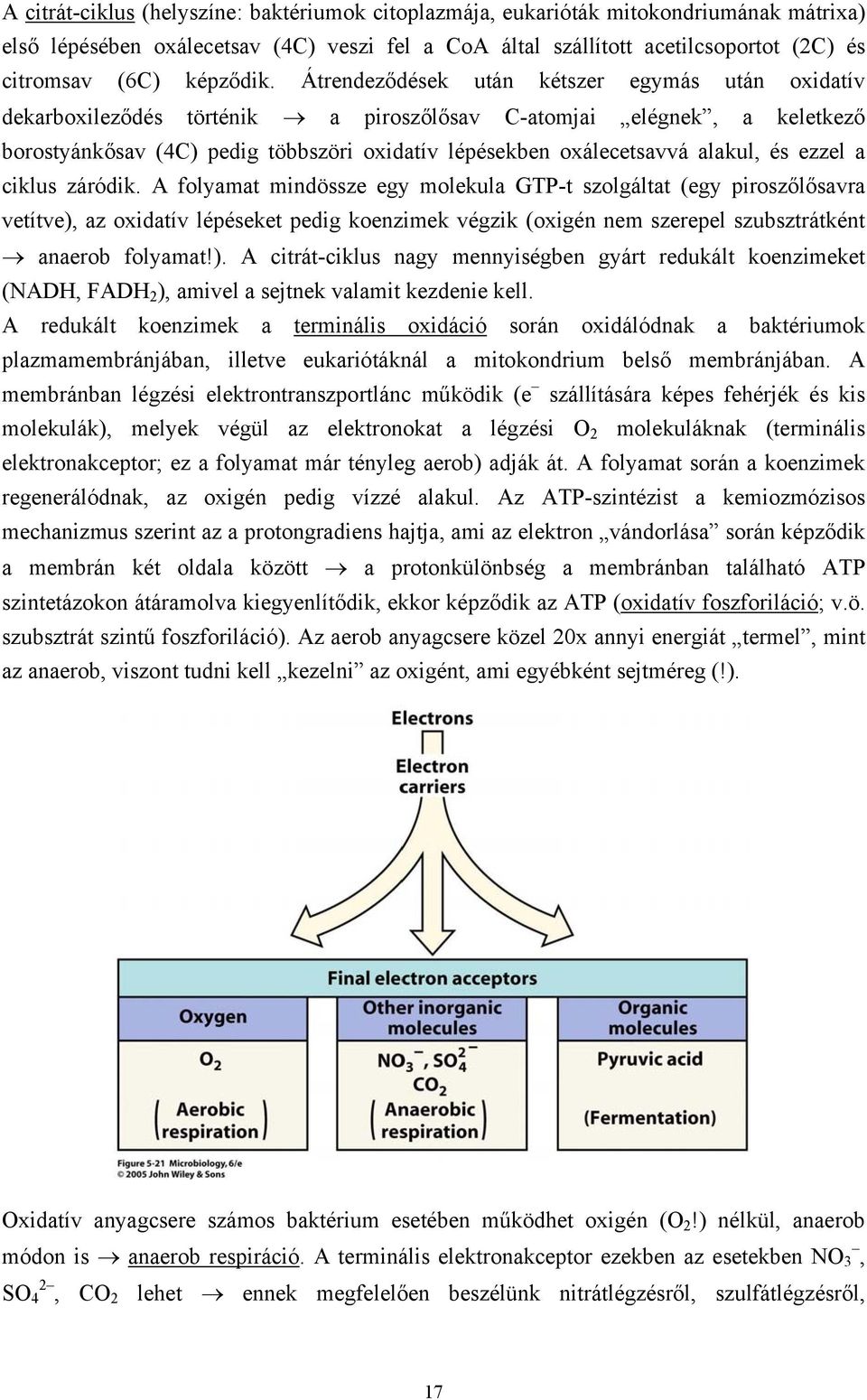 Átrendeződések után kétszer egymás után oxidatív dekarboxileződés történik a piroszőlősav C-atomjai elégnek, a keletkező borostyánkősav (4C) pedig többszöri oxidatív lépésekben oxálecetsavvá alakul,