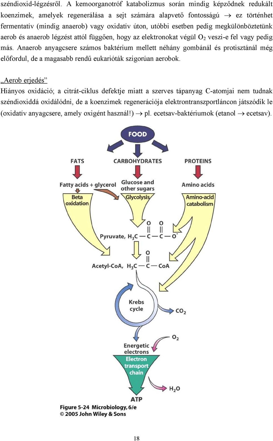 utóbbi esetben pedig megkülönböztetünk aerob és anaerob légzést attól függően, hogy az elektronokat végül O 2 veszi-e fel vagy pedig más.