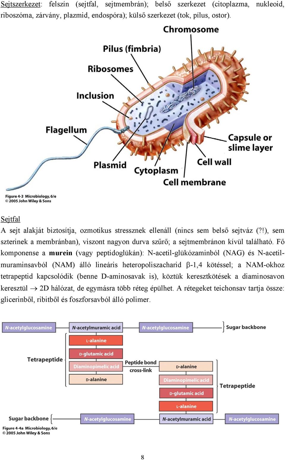 Fő komponense a murein (vagy peptidoglükán): N-acetil-glükózaminból (NAG) és N-acetilmuraminsavból (NAM) álló lineáris heteropoliszacharid β-1,4 kötéssel; a NAM-okhoz tetrapeptid