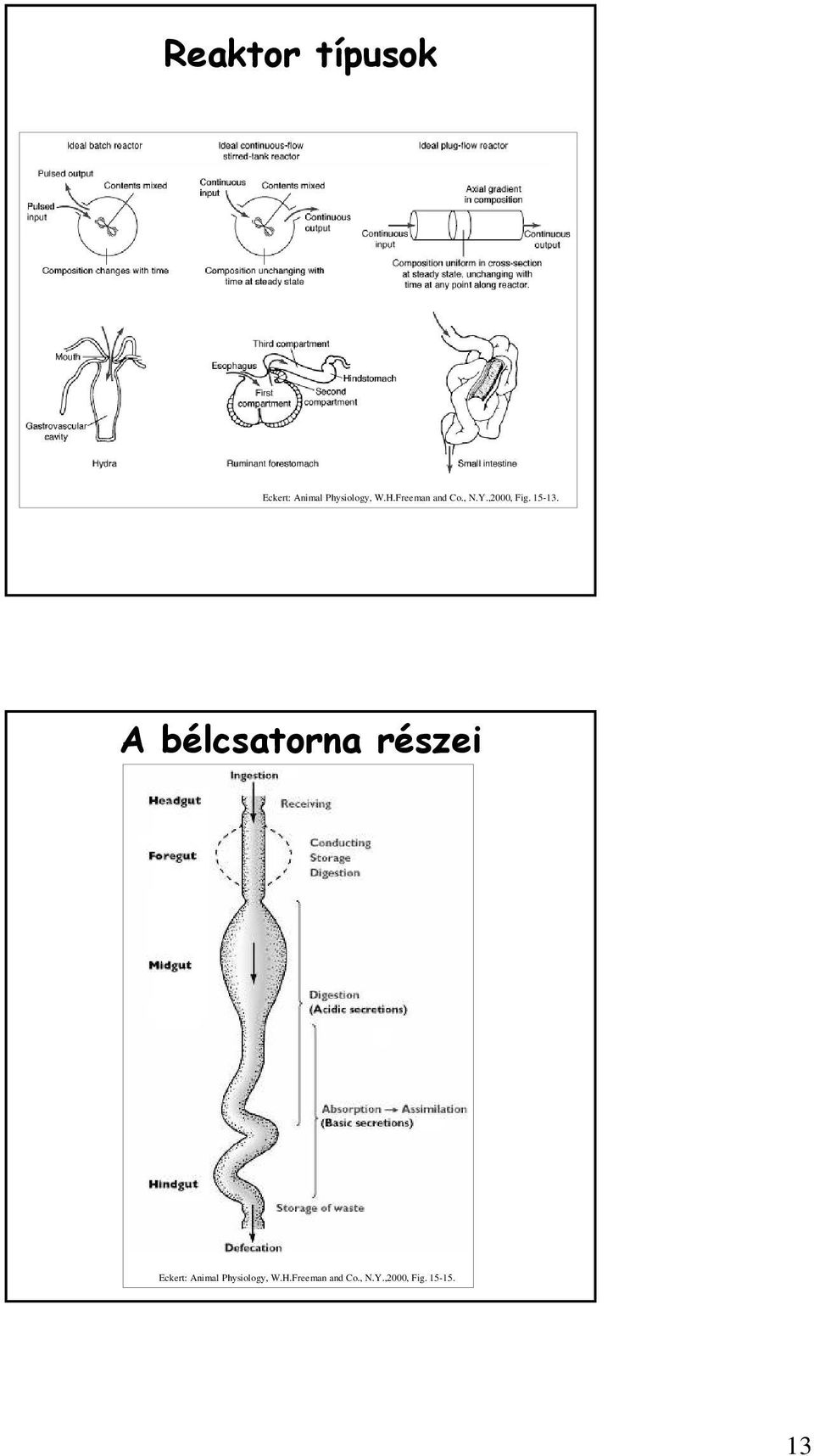 A bélcsatorna részei Eckert: Animal