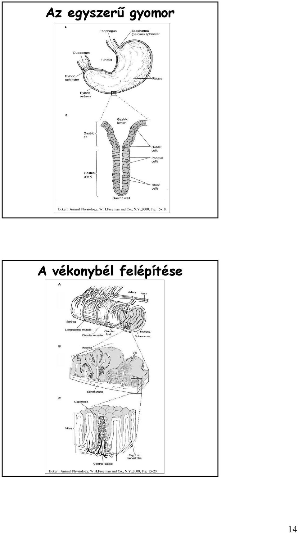 A vékonybél felépítése Eckert: Animal