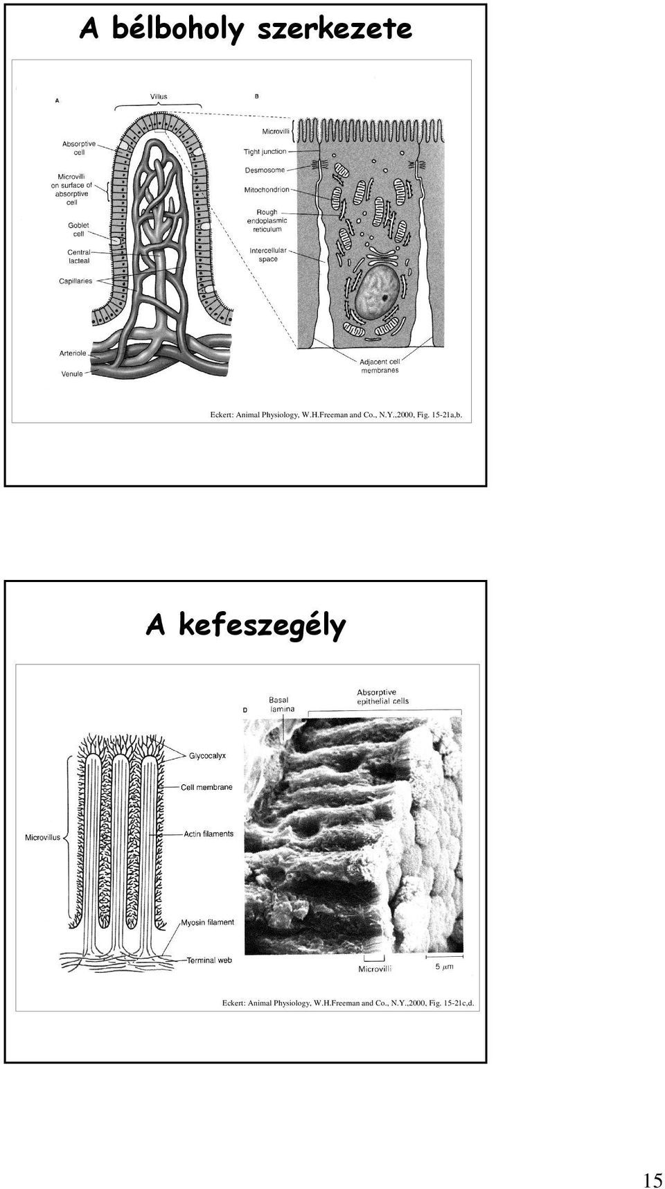 ,2000, Fig. 15-21a,b.