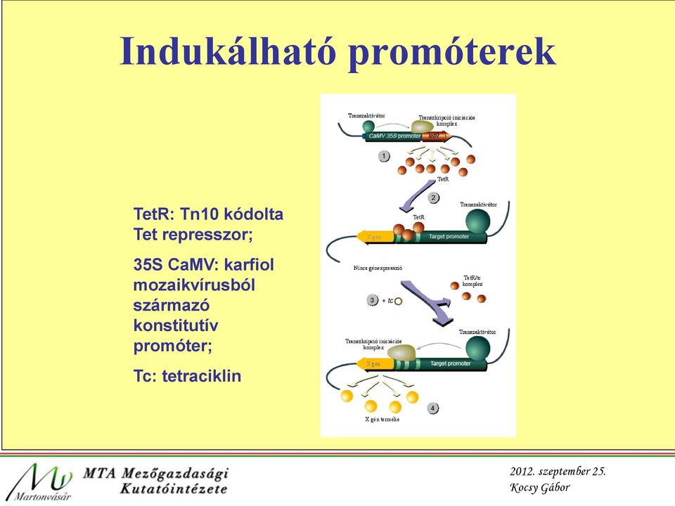 karfiol mozaikvírusból származó