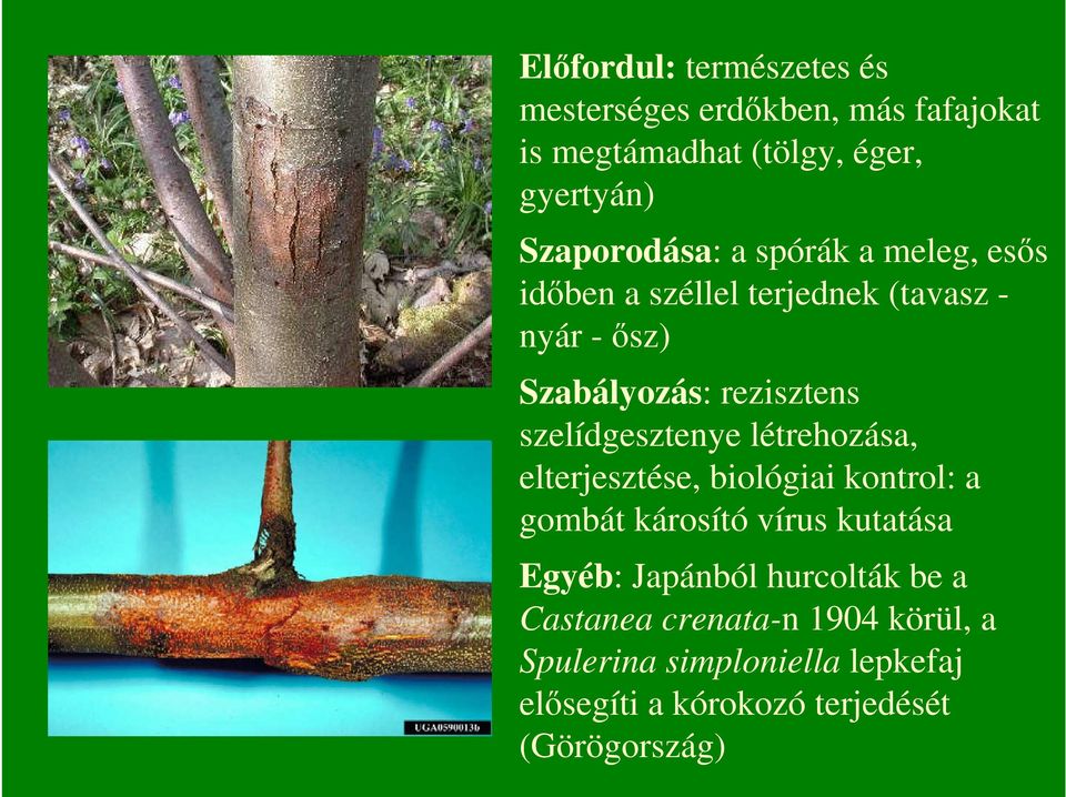 szelídgesztenye létrehozása, elterjesztése, biológiai kontrol: a gombát károsító vírus kutatása Egyéb: Japánból