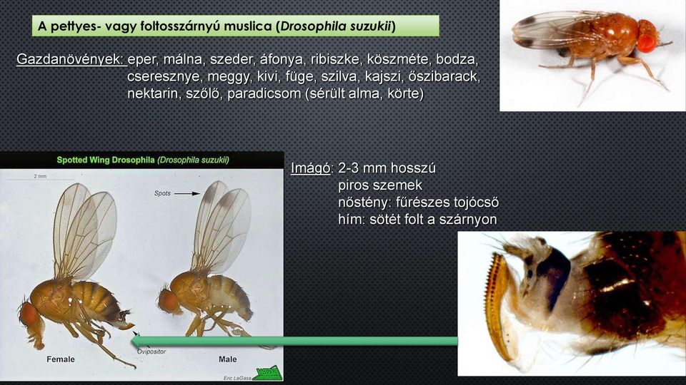 szilva, kajszi, őszibarack, nektarin, szőlő, paradicsom (sérült alma, körte)