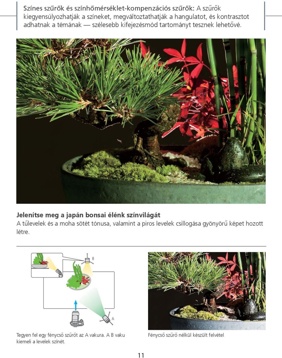 Jelenítse meg a japán bonsai élénk színvilágát A tűlevelek és a moha sötét tónusa, valamint a piros levelek csillogása