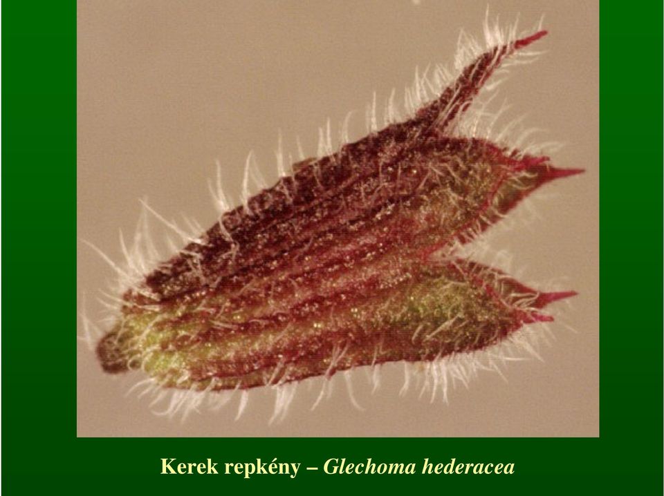 Glechoma