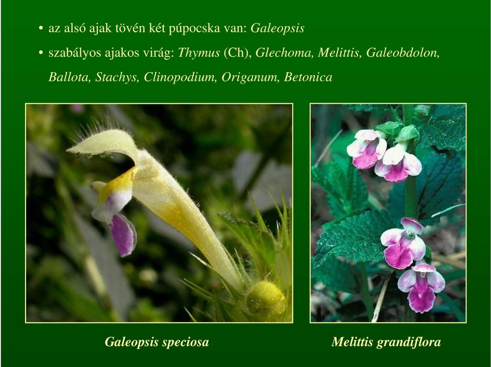 Melittis, Galeobdolon, Ballota, Stachys,